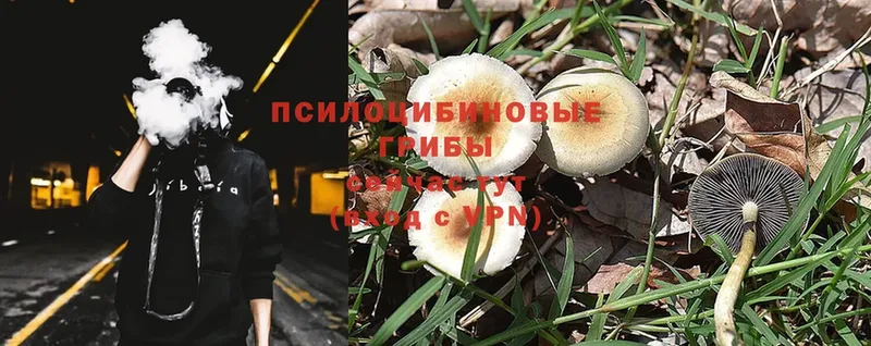 Псилоцибиновые грибы Magic Shrooms  Козельск 